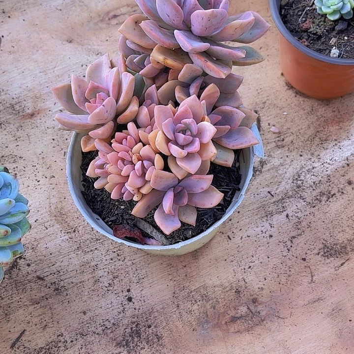 芬**华00000000000000225