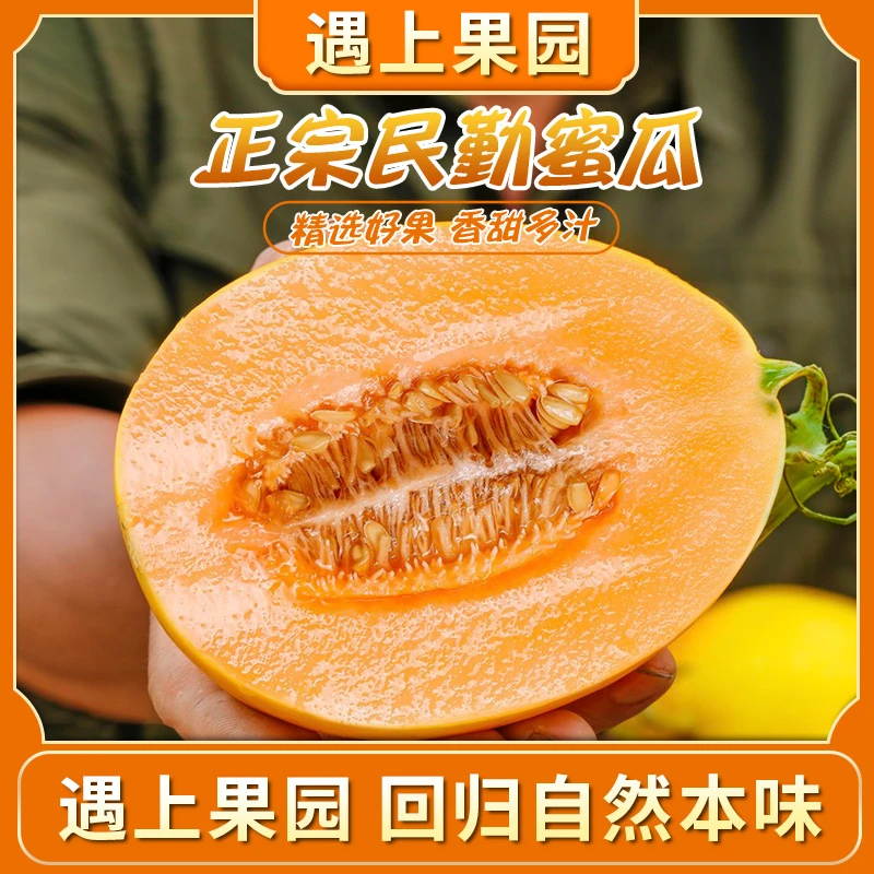 遇上果园【A级果】甘肃民勤沙漠蜜瓜金红宝甜瓜新鲜多汁