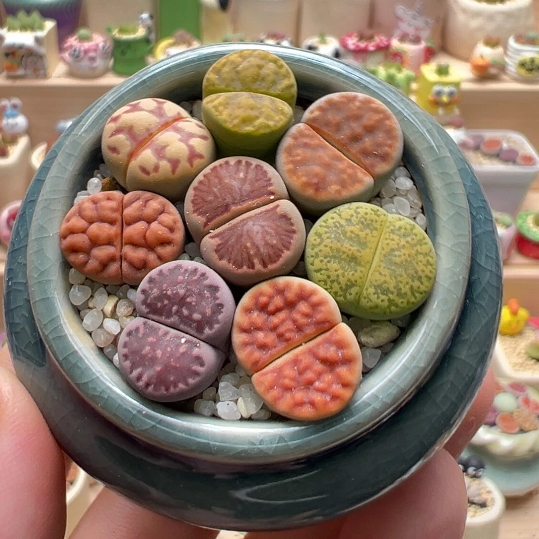 多肉植物40号彩色