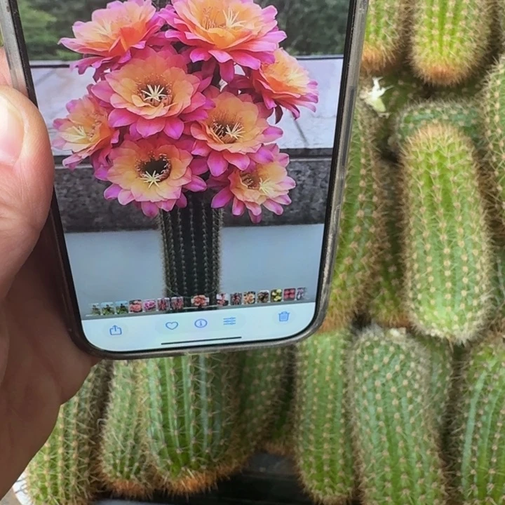 253金妞时光无根侧牙8公分左右