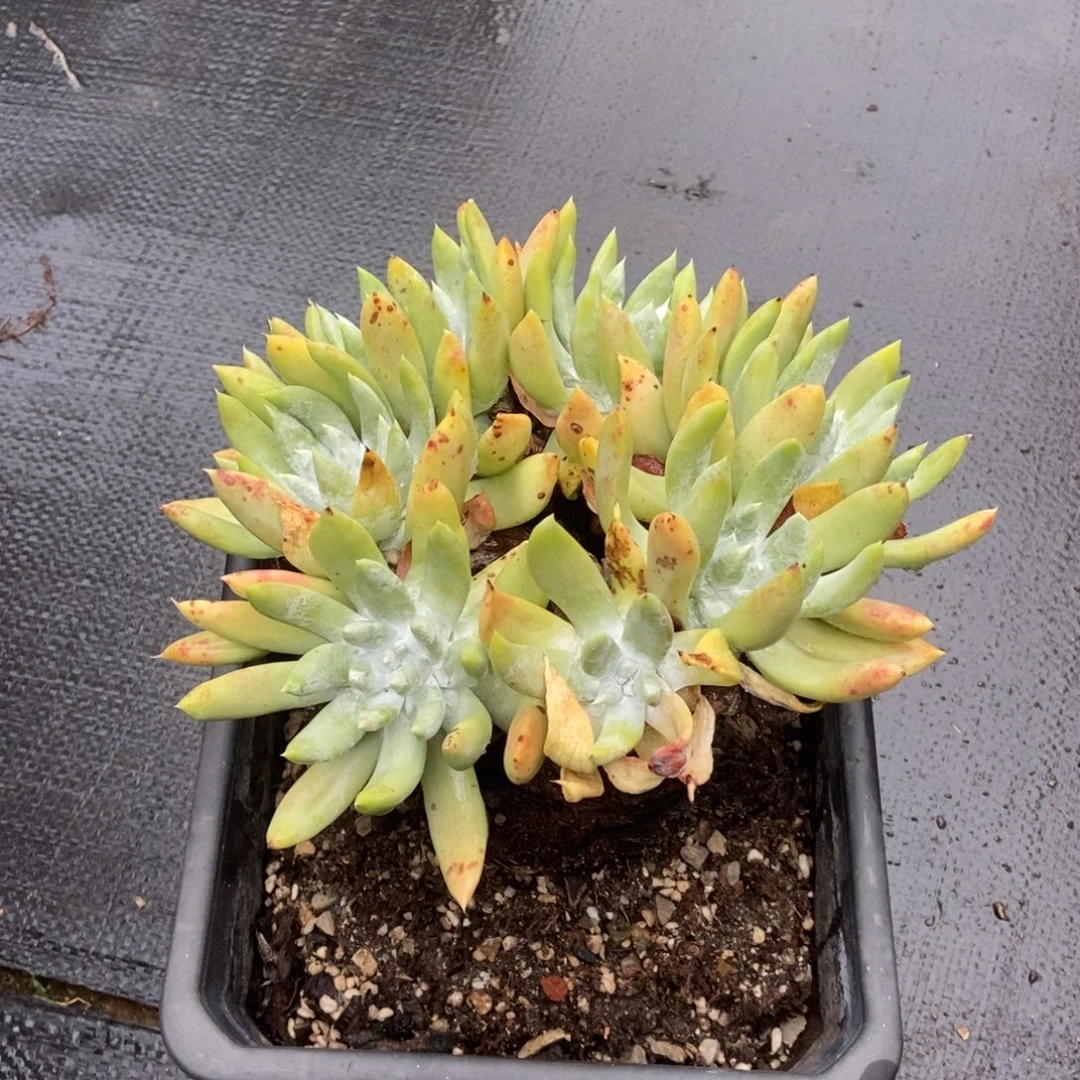 阿金尼多肉植物啦啦啦