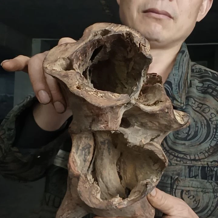 稳定木莲****心贵州檬子木   铁马鞭   根艺  半成品