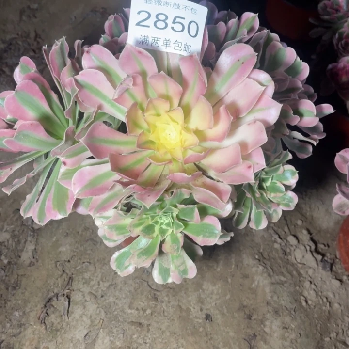 2850白凤多肉的人多