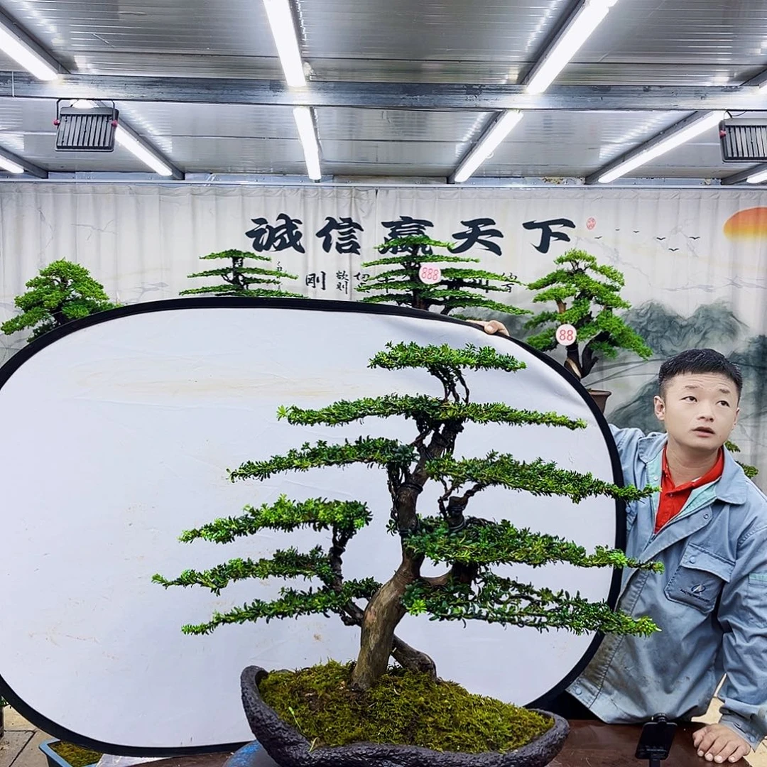 无花朵罗汉松专场直播