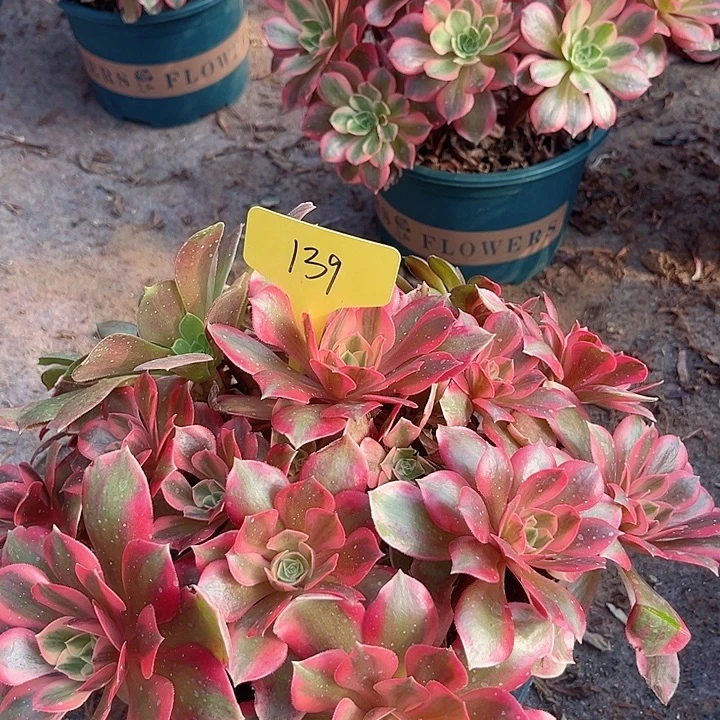 139一颗女妖法师多肉