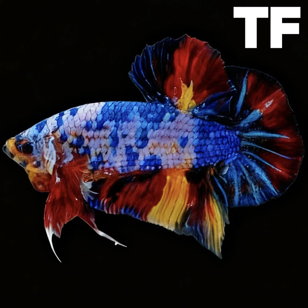 【甄选】41-96号泰国斗鱼巨斗将军