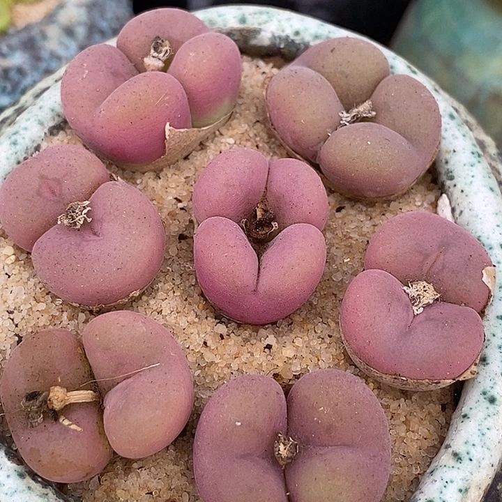 2524双头空卡佛母本一颗