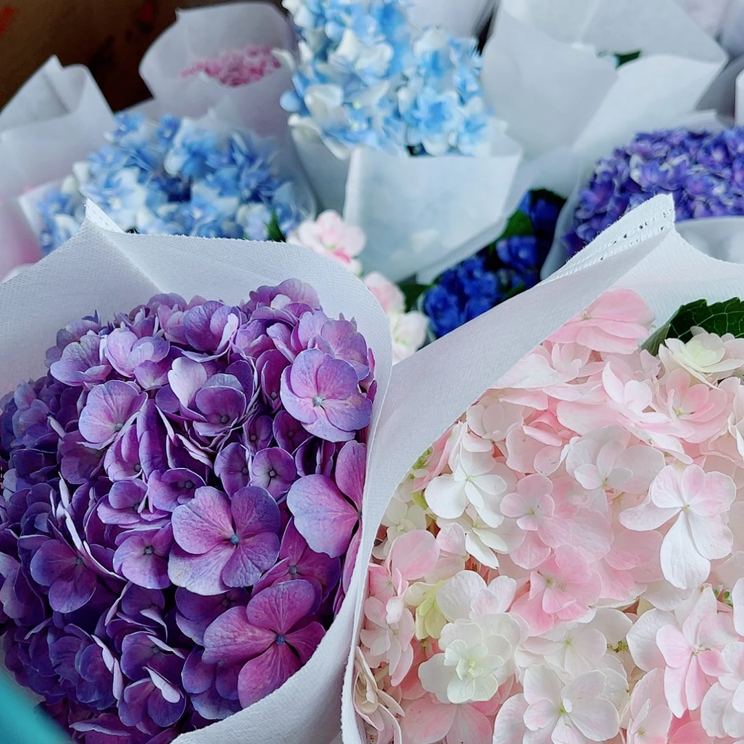 蕾***蕾完全开放稀有绣球花297两枝
