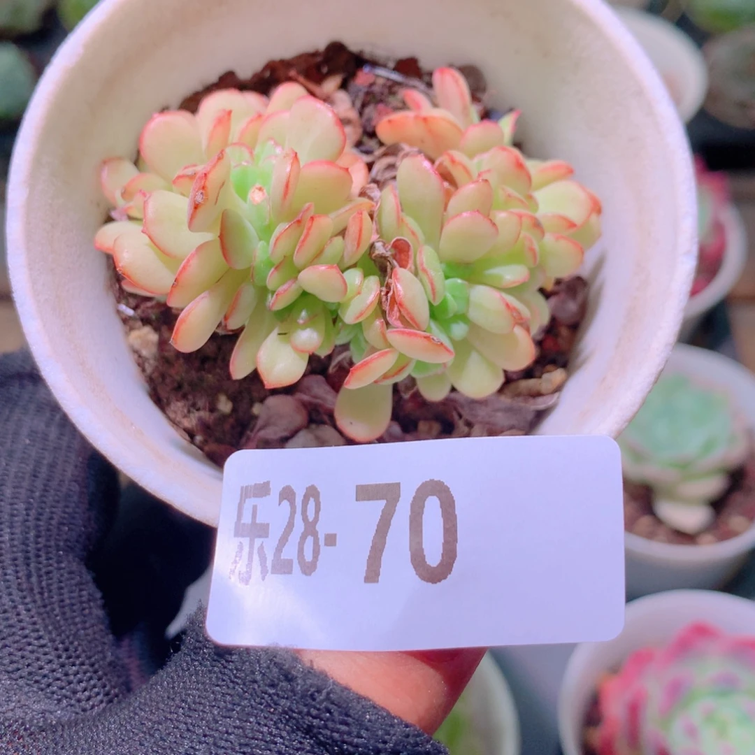 乐然28-70 春桃缀化