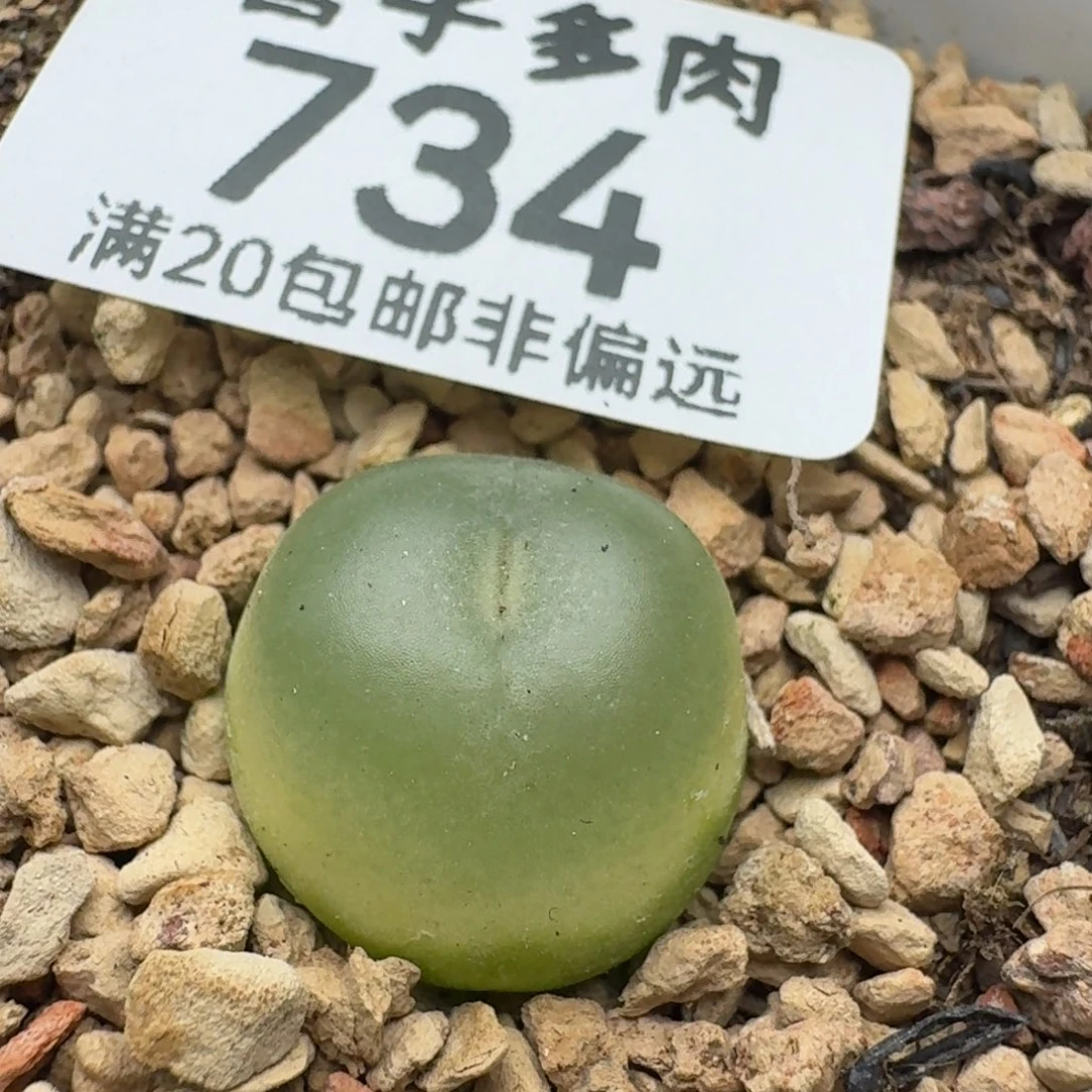 拉登1.5➕带盆土1200