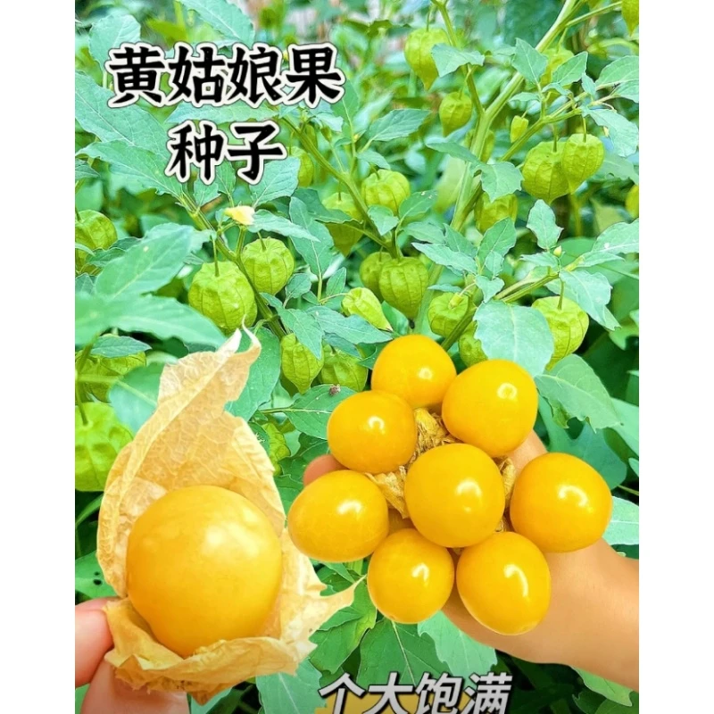 A-012【满3包包邮  满5包送一包】黄菇娘果种子