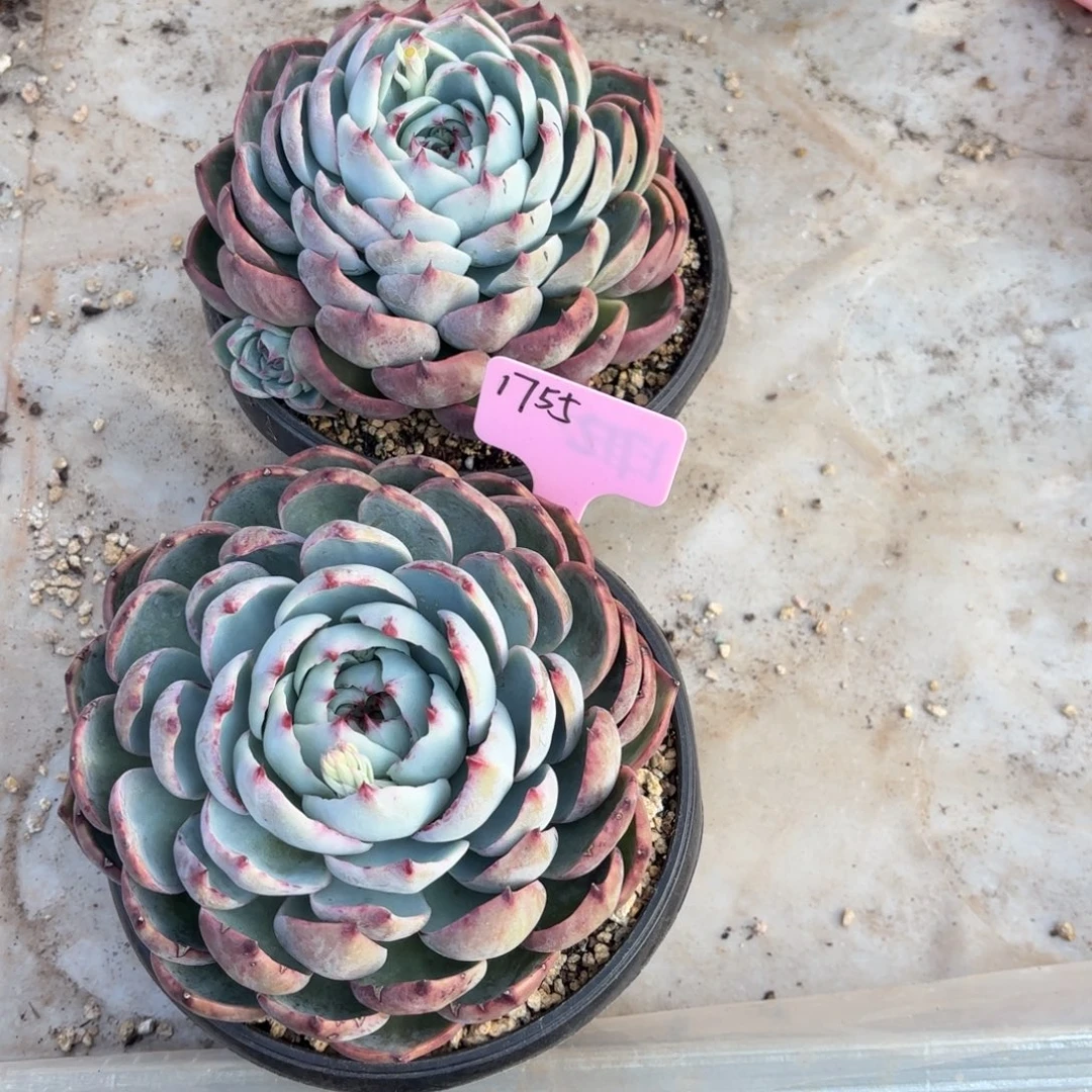 惊鸿仙子好看1855号