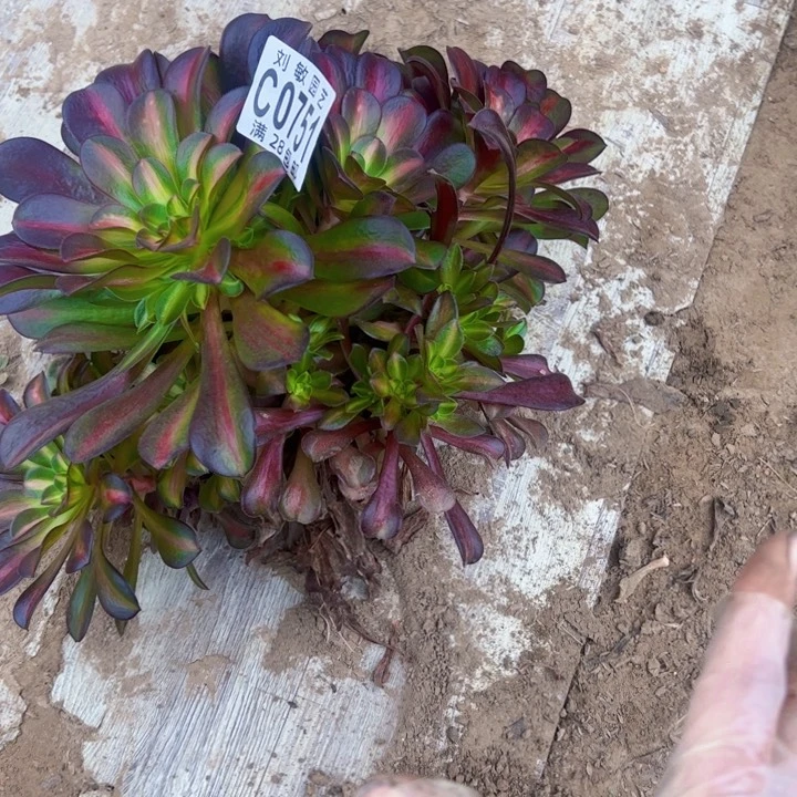 红日多肉植物无根有砍0751