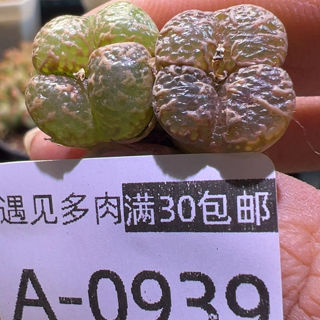 多肉植物111111111111111