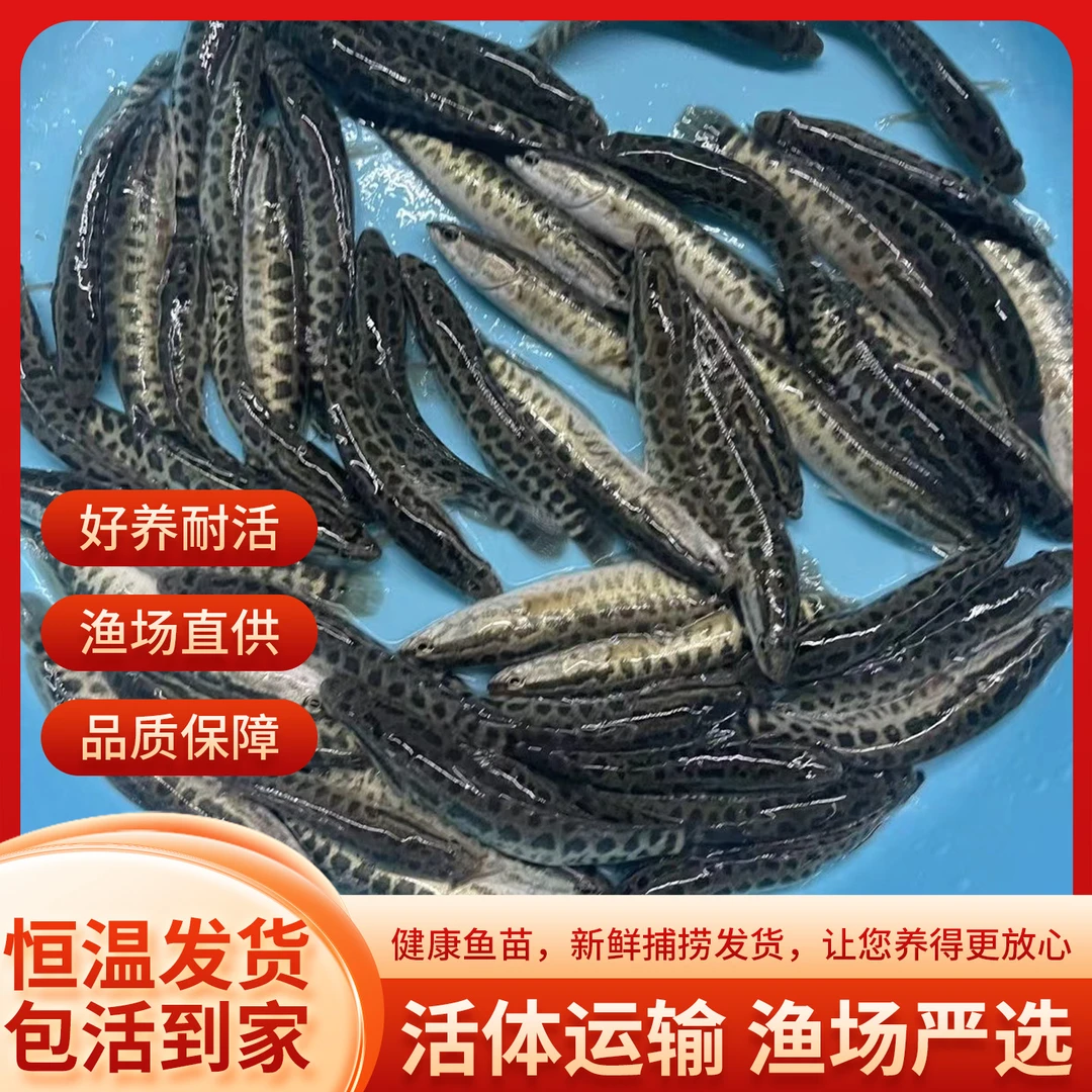 活体黑鱼 生鱼 乌鱼 宠物观赏鱼养殖精选渔场发货饲养