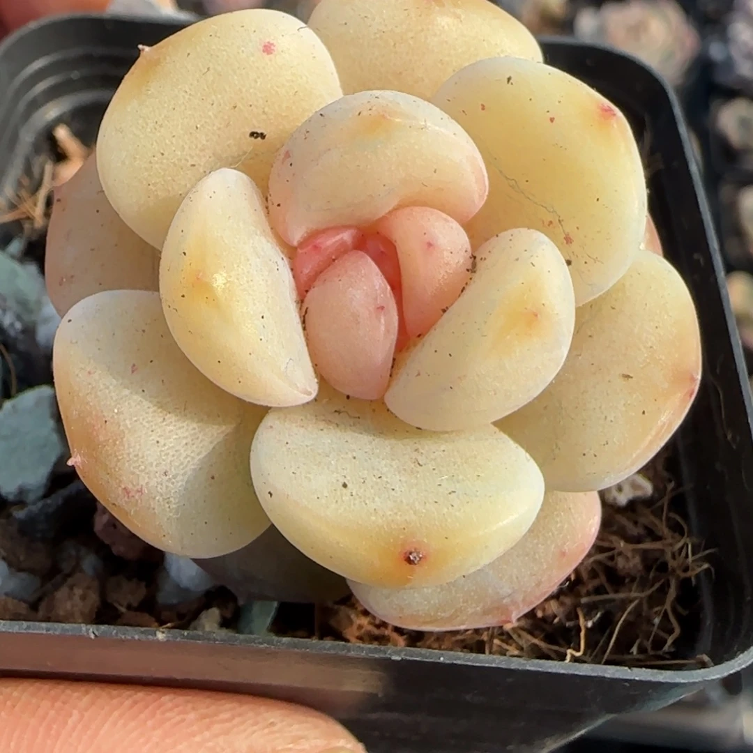 多肉小卡拉米糖心一物一拍