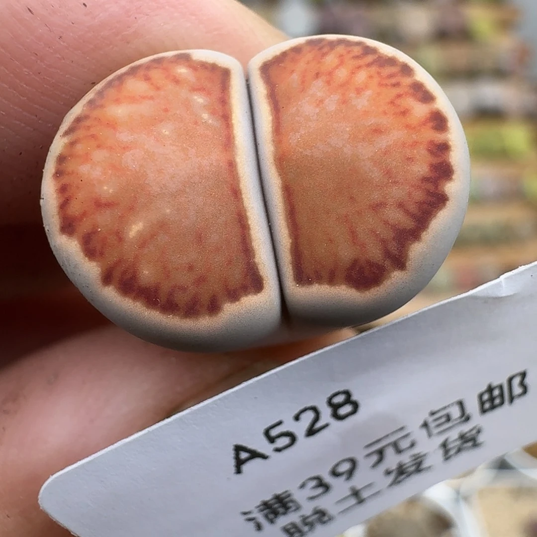 528多肉哈哈哈哈哈哈哈哈