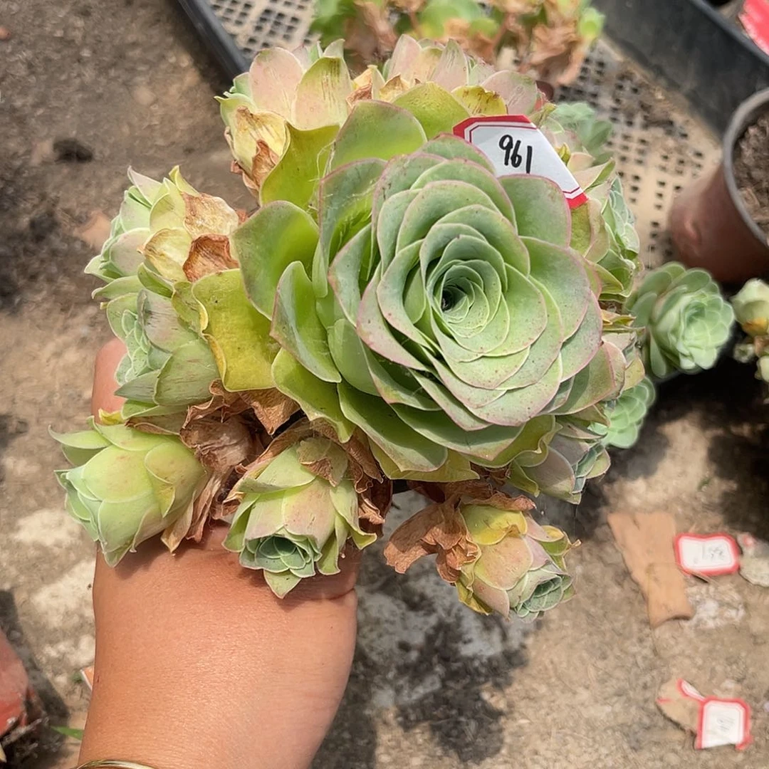 山地玫瑰多肉不售后 961