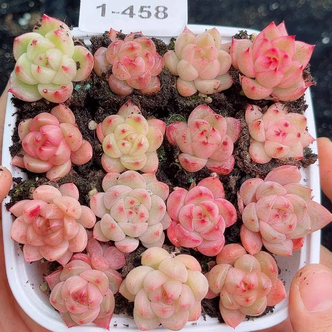 1-458  新疆西藏内蒙不发货 零下不拍保温箱不包损