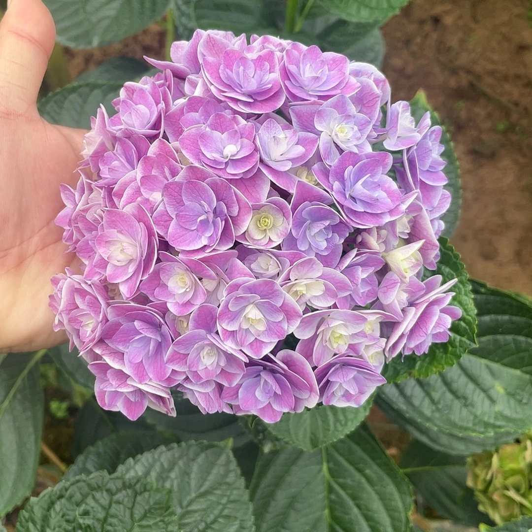 绣球切花一物一拍3枝起包邮，92