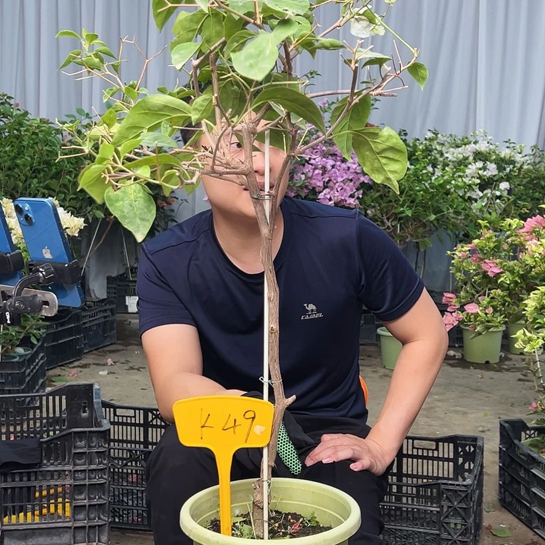 梅***竹大部分花苞少量开放K49红樱