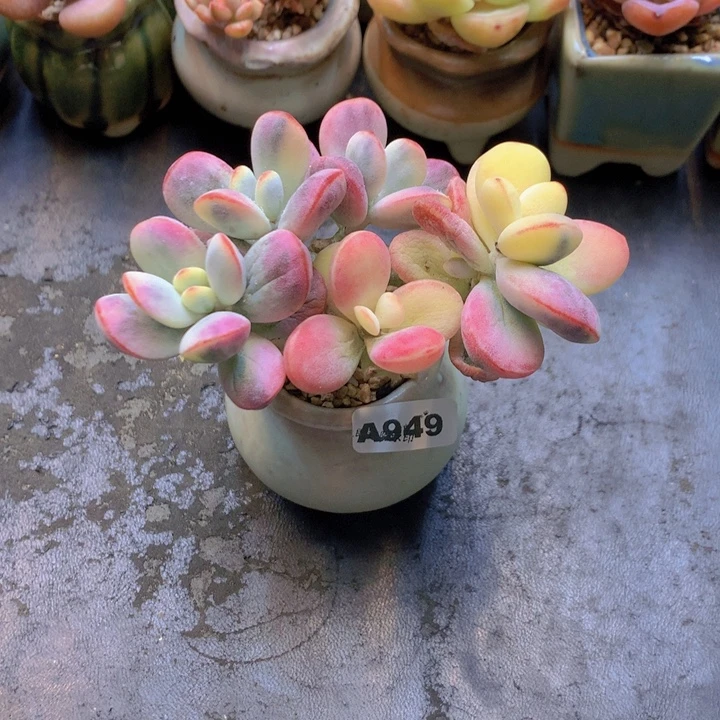 一物一拍含盆土满38包邮A949