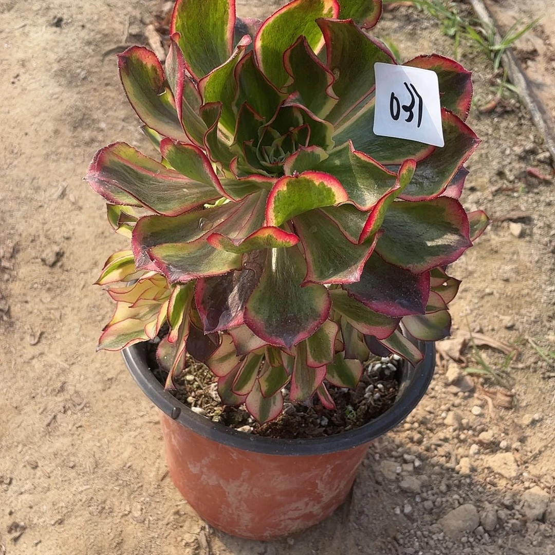一***码法师植物魅影法师037