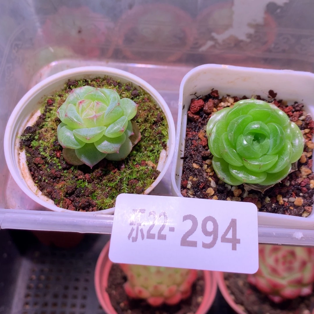 乐然22-294 珍妮2颗