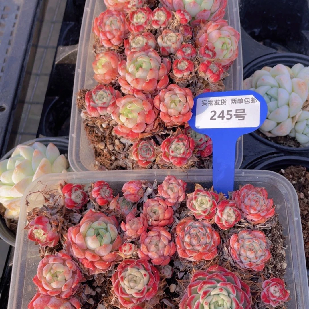 245号 粉透珍妮一盒