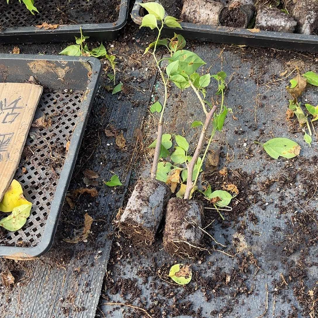 駿***飛无花朵袋苗盲盒两颗不包活1