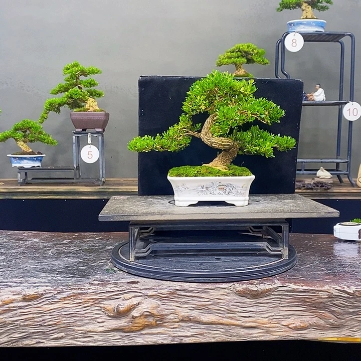 无花朵黄杨盆景四季常青不落叶