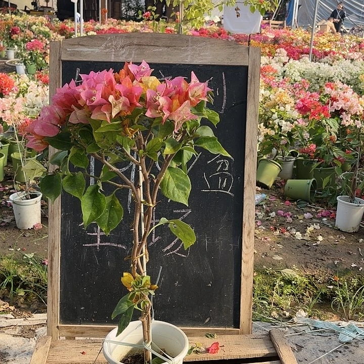 完全开放三角梅浅彩虹