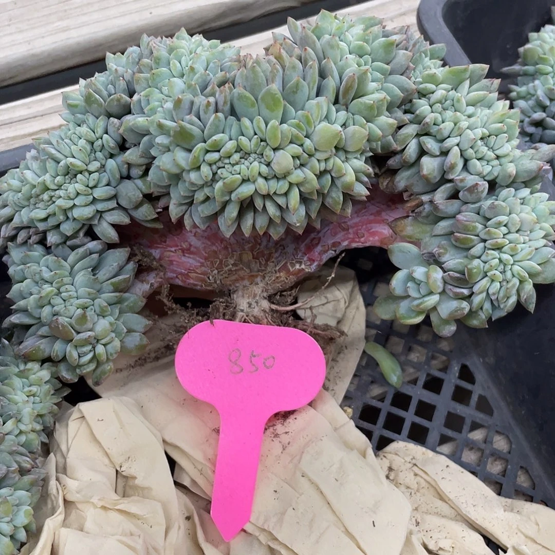 实生扇板星影缀化小树