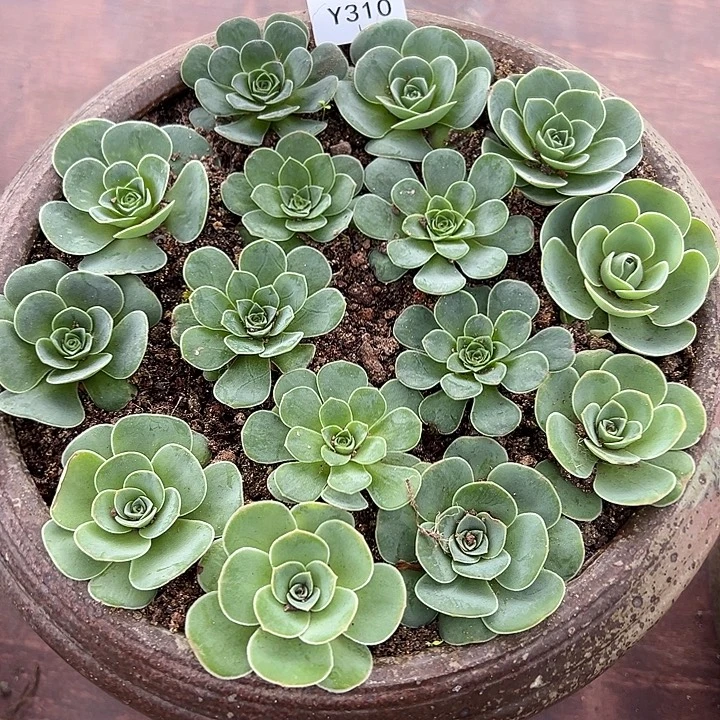 杨310 15颗不同品种3cm