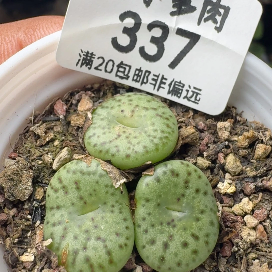 带盆土