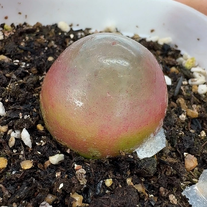 老马生石花2.6灯泡2378