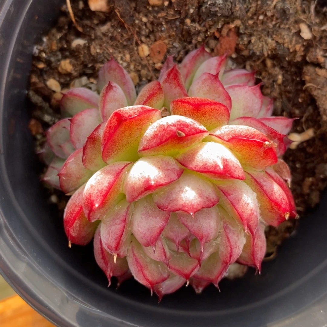 自助下单一物一拍多肉，下滑链接品种更多选择