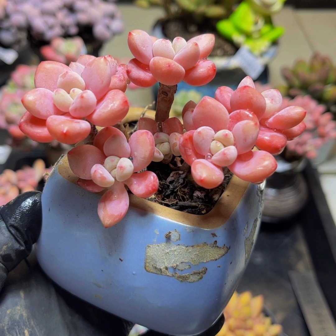 114樱花洛神9厘米多肉