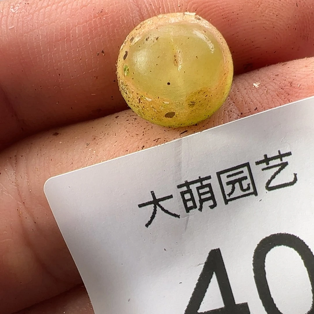 000040 一物一拍……