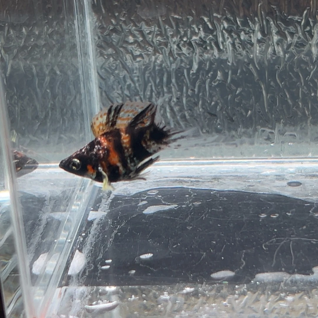 孔雀鱼玛丽鱼一条虎皮油画公