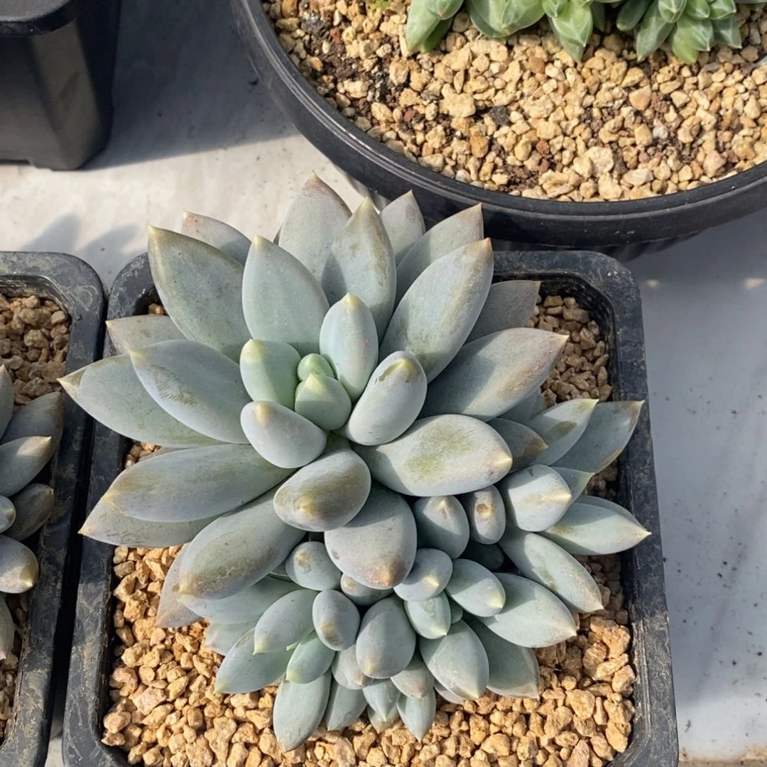 综合链接哥特萝莉