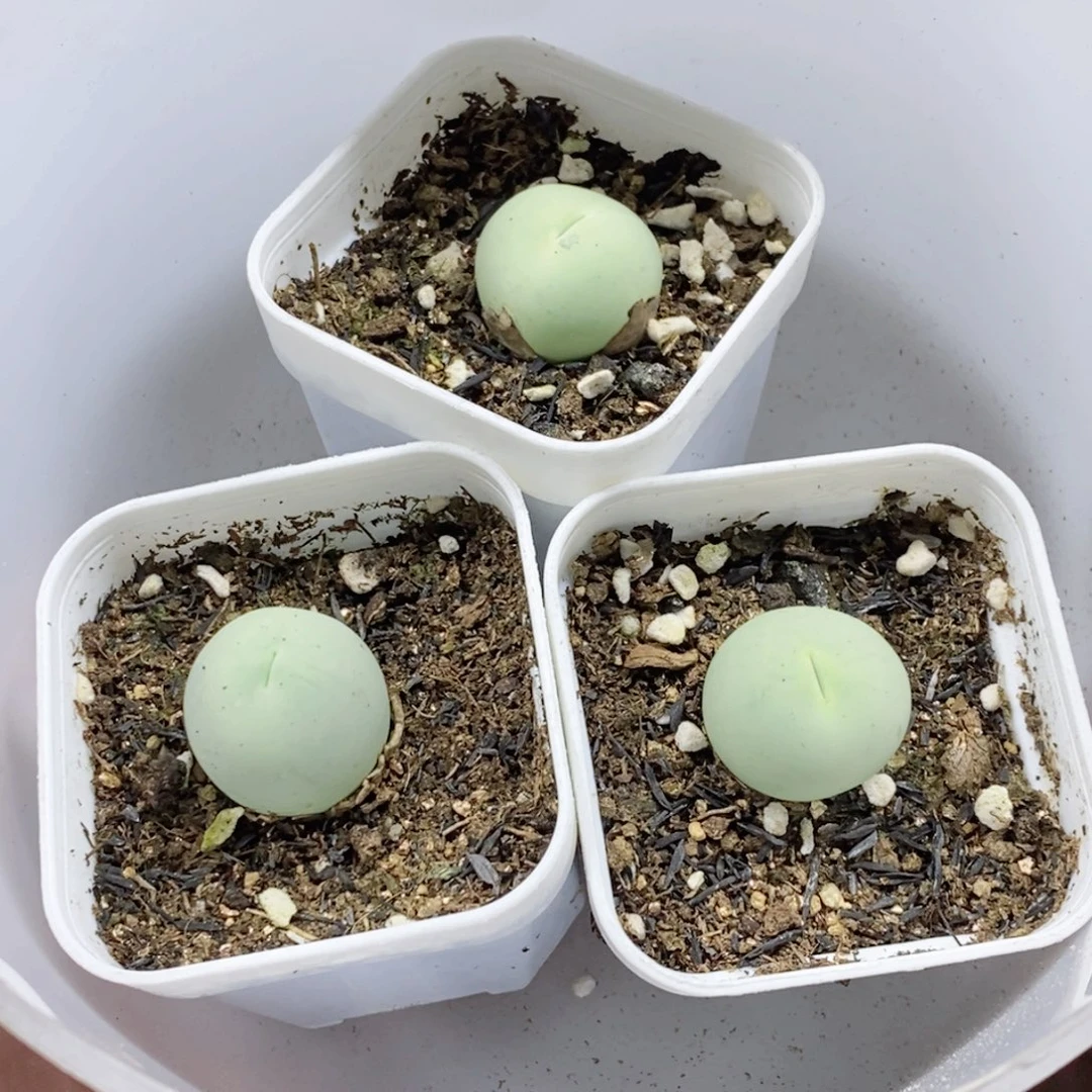 A***羊220号多肉植物多肉植物