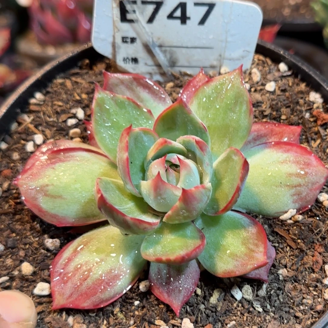 747 惊鸿一物一拍包装收缩花旱