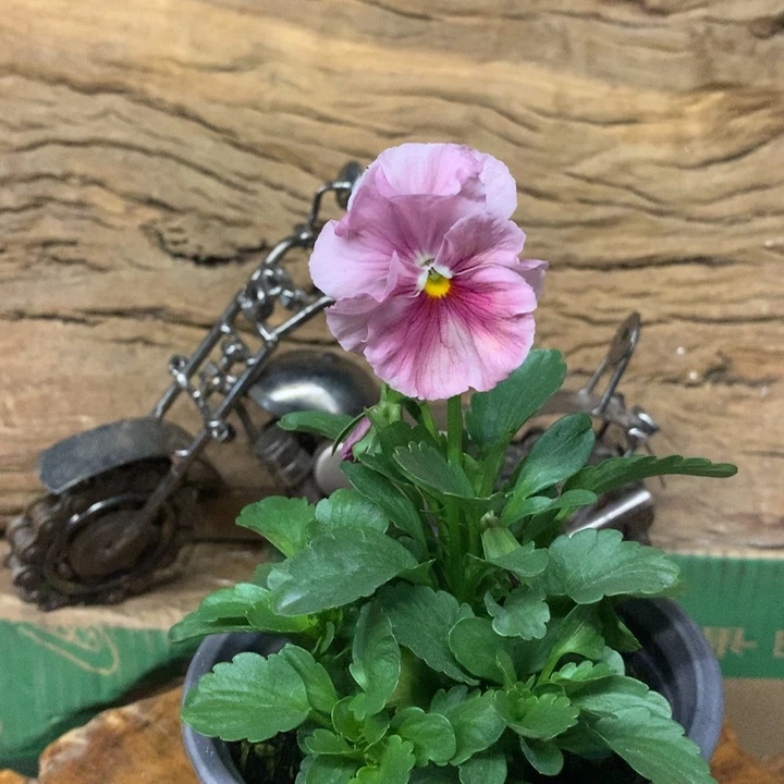 无花朵角堇盆苗一物一拍12盆020