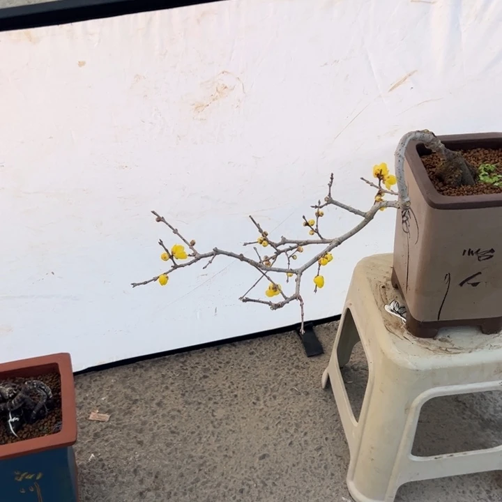 羌****少量花朵（建议范围：2朵-5朵 或40%以下）