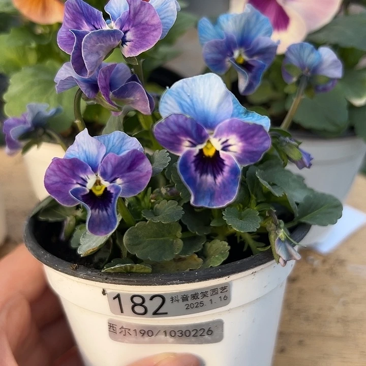 红陶抖音直播闪拍182