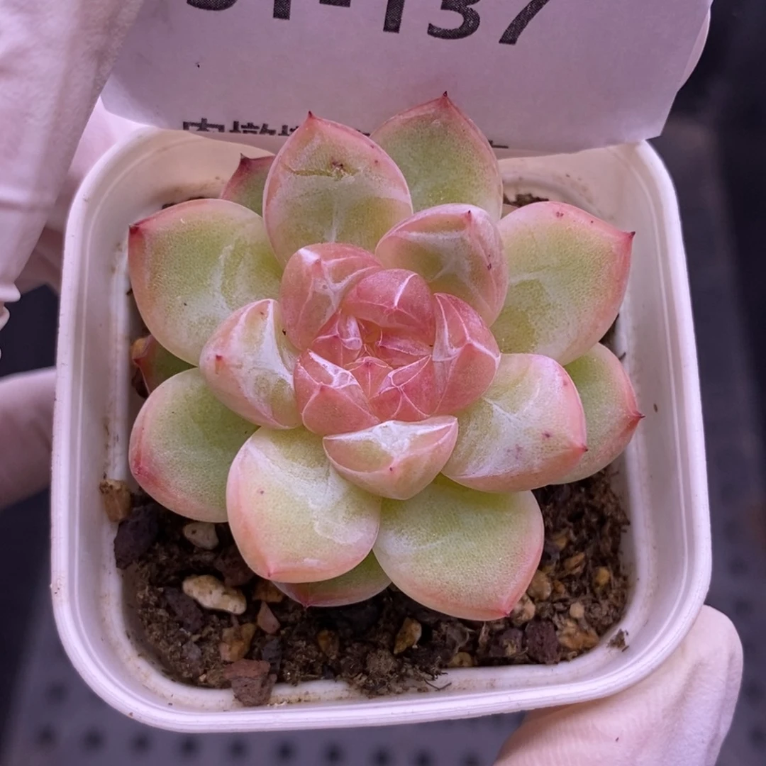 【闪购商品】31-137钻石