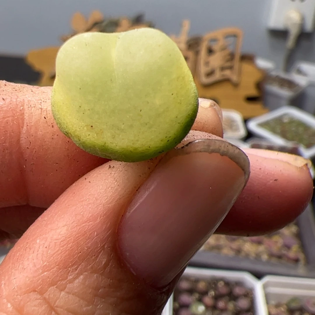 【闪购商品】0000000026