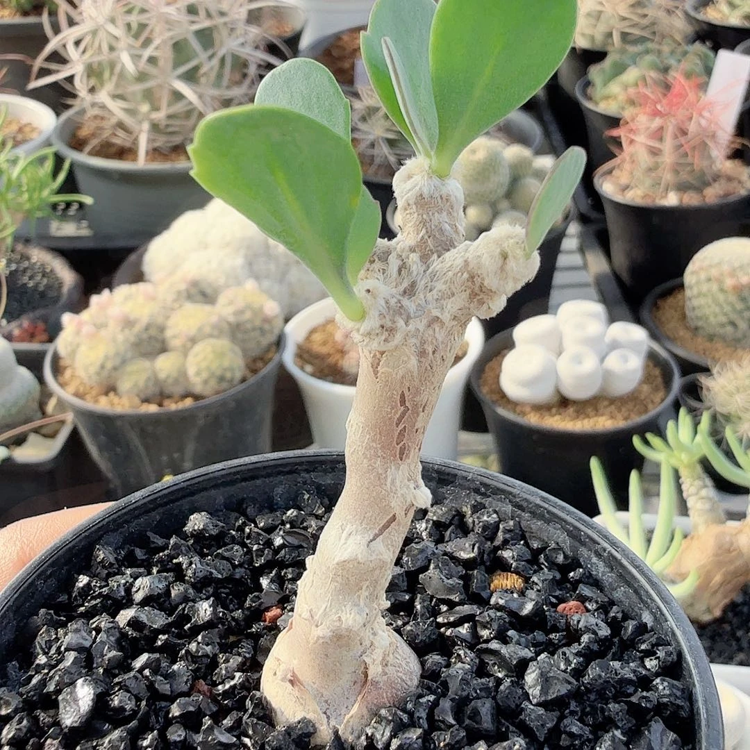派马厚墩菊带盆发货