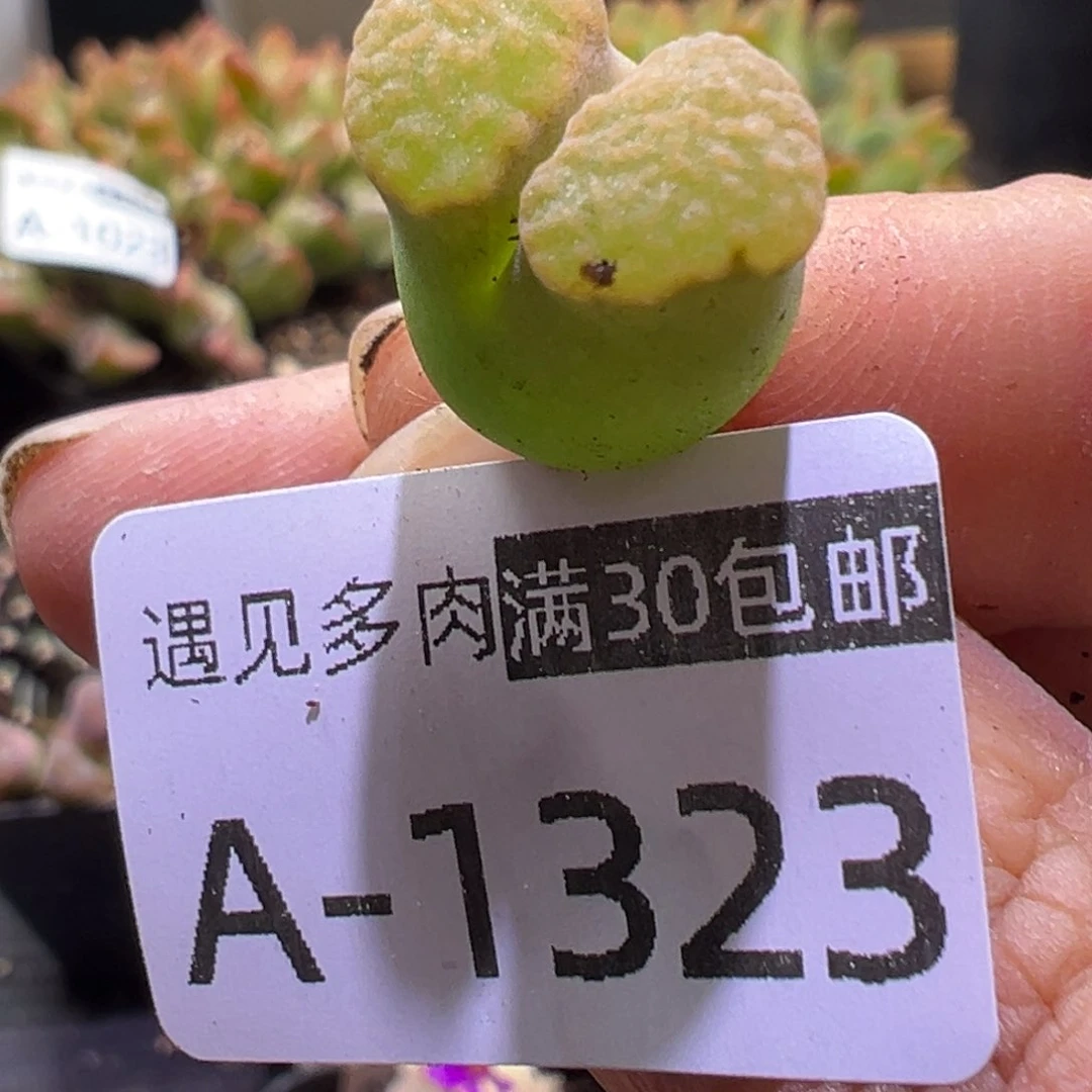多肉植物11111111111111111